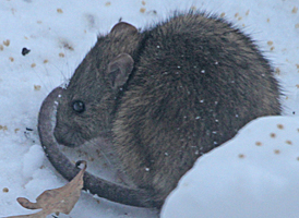 Brown Rat